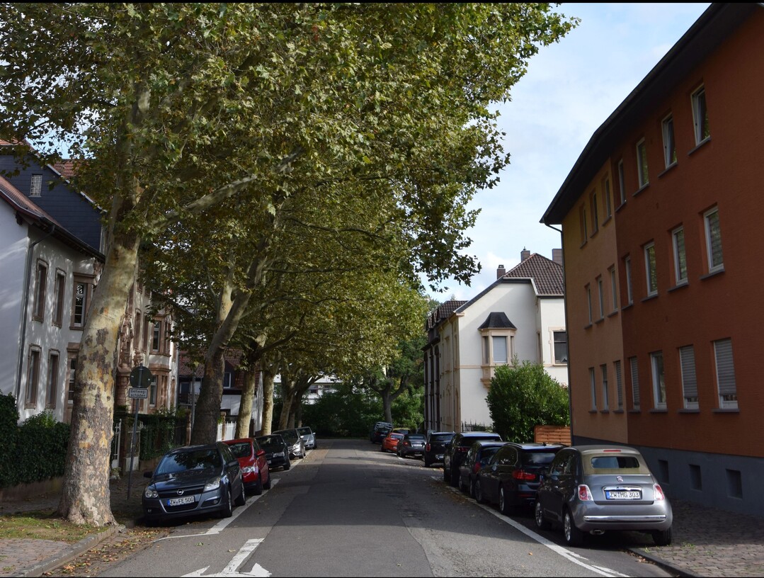 Es mssen nicht immer Grobume wie Platanen sein, die fr enge Straen oft zu gro sind.