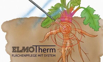 Die Herkulesstaude ist eine gefrchtete Pflanze im Unkrautmanagement.