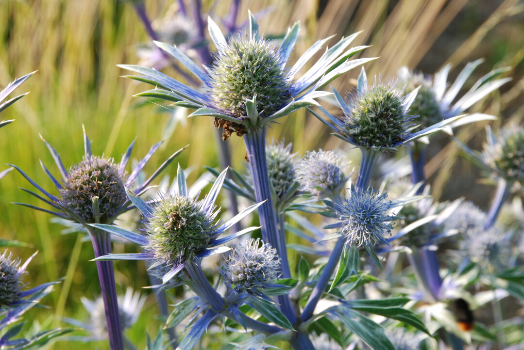 Der Spanische Mannstreu (Eryngium bourgatii) bildet silbergraue Blten ab Juli.