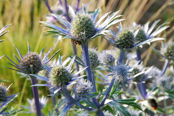 Der Spanische Mannstreu (Eryngium bourgatii) bildet silbergraue Blten ab Juli.