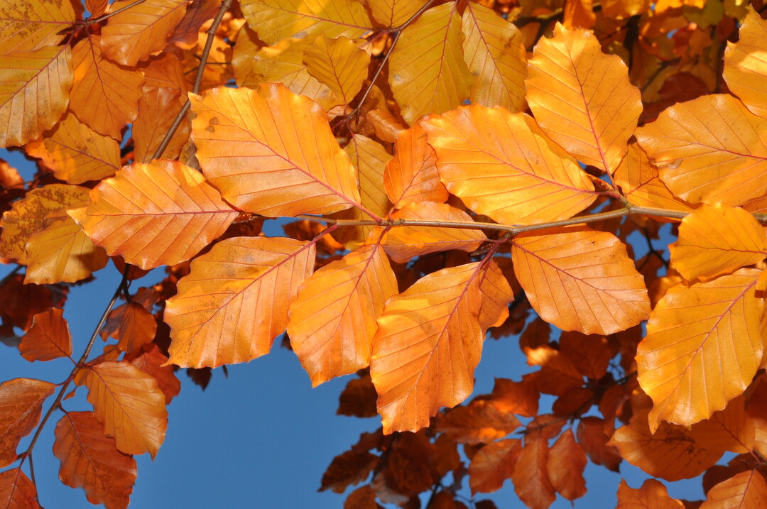 Die gelbe bis gelbbraune Herbstfrbung dominiert zum Ende der Vegetationsperiode ganze Landschaften.