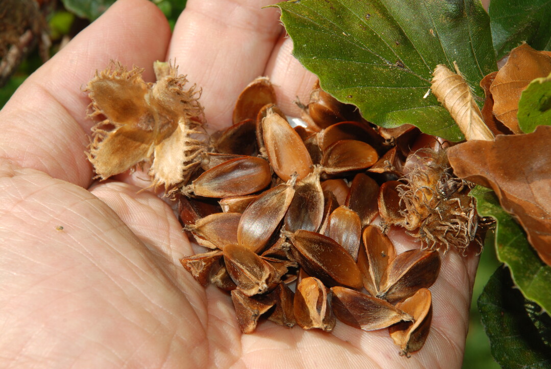  Bucheckern sind auch fr Menschen ebar und haben einen guten, nussigen Geschmack. In Notzeiten waren sie ein wichtiger Bestandteil der Ernhrung. 