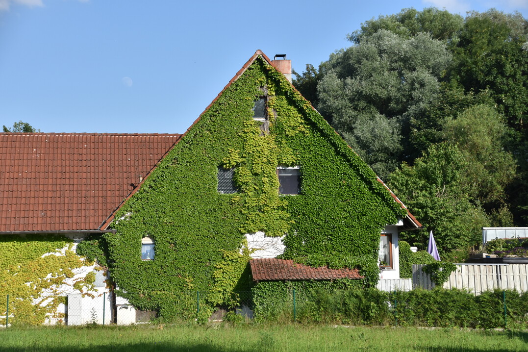 Als Haftwurzelkletterer kann Parthenocissus tricuspidata ganze Fassaden innerhalb weniger Jahre komplett bede4cken.
