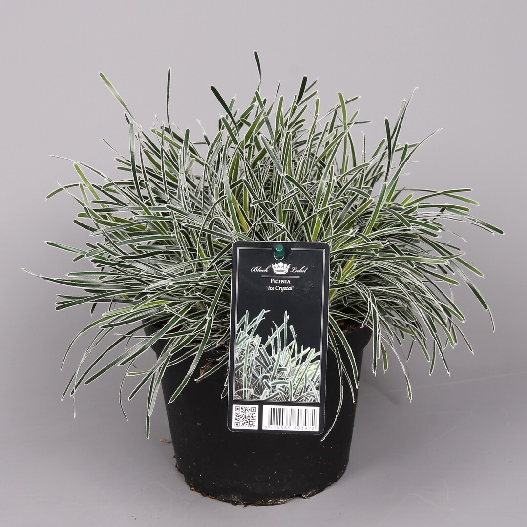 Ficinia "Ice Crystal" gewann den Pressepreis der Plantarium 2018 in der Kategorie Garten-, Balkon- und Terrassenpflanzen".