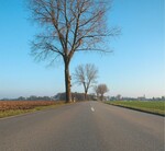 Entscheidung für den Baum