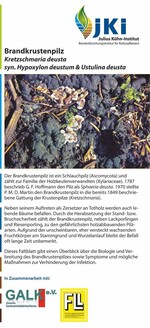 Neues Faltblatt über den Brandkrustenpilz