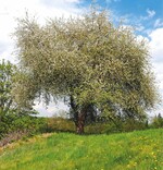 Wild-Apfel ist Baum des Jahres 2013