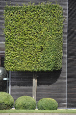 Hainbuche als Formbaum - Carpinus betulus