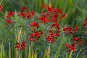 Crocosmia x crocosmiiflora Lucifer Bearbeiten