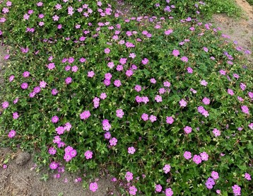 Strandflieder Limonium gmelinii Dazzle Rocks ist wasser- wie auch trockenheitsresistent und ein Magnet fr Bienen und Schmetterlinge.