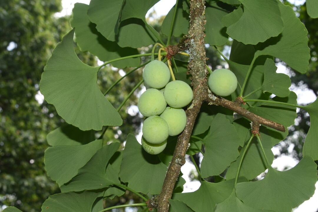 Ginkgo biloba<br>