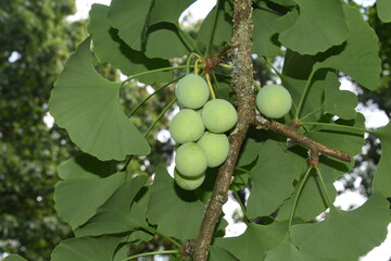 Ginkgo biloba<br>