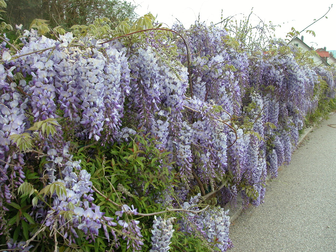  Die Glyzinie (Wisteria chinensis) beeindruckt besonders zur Bltezeit im Mai. Die starkwchsige Schlingpflanze ist eigentlich nur fr groe Anlagen oder Pergolen zu empfehlen und sollte nicht an Regenrohre gepflanzt werden. 