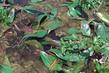 Algen im Teich rgern den Teichbesitzer. Viele Teichpflegemittel versprechen Hilfe 
