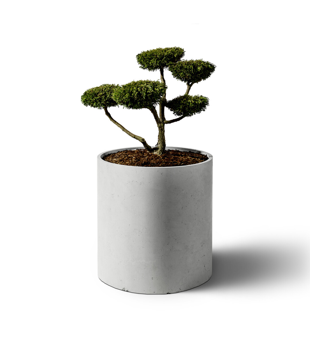 Der zylinderfrmige GDM Cylindric Planter ist gro genug fr eine kleine Silberzypresse oder einen Kugelginko.