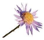 Im Herbst ans Frühjahr denken