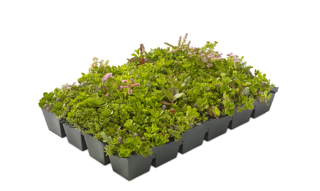 Sedum-Pflanzen sind anspruchslose Dickblattgewchse, die sich besonders gut fr eine niedrige, extensive Dachbegrnung eignen.