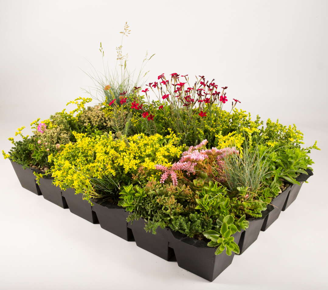 Der Mix aus unterschiedlichen, bodendeckenden Sedum-Arten und niedrigwachsenden Blhstauden ist nicht nur schn anzuschauen, er trgt auch zur biologischen Vielfalt im bebauten Raum bei.