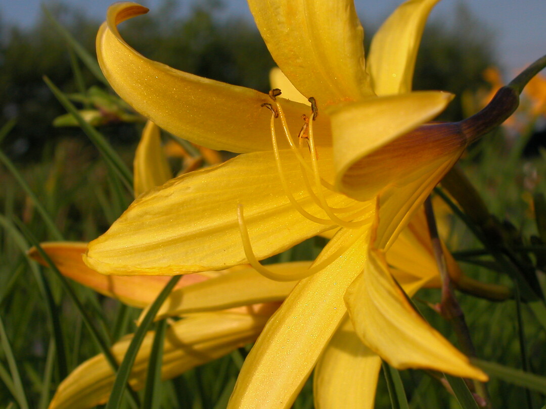 Hemerocallis lilioasphodelus