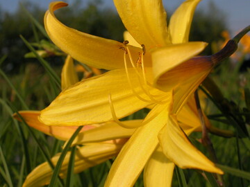 Hemerocallis lilioasphodelus