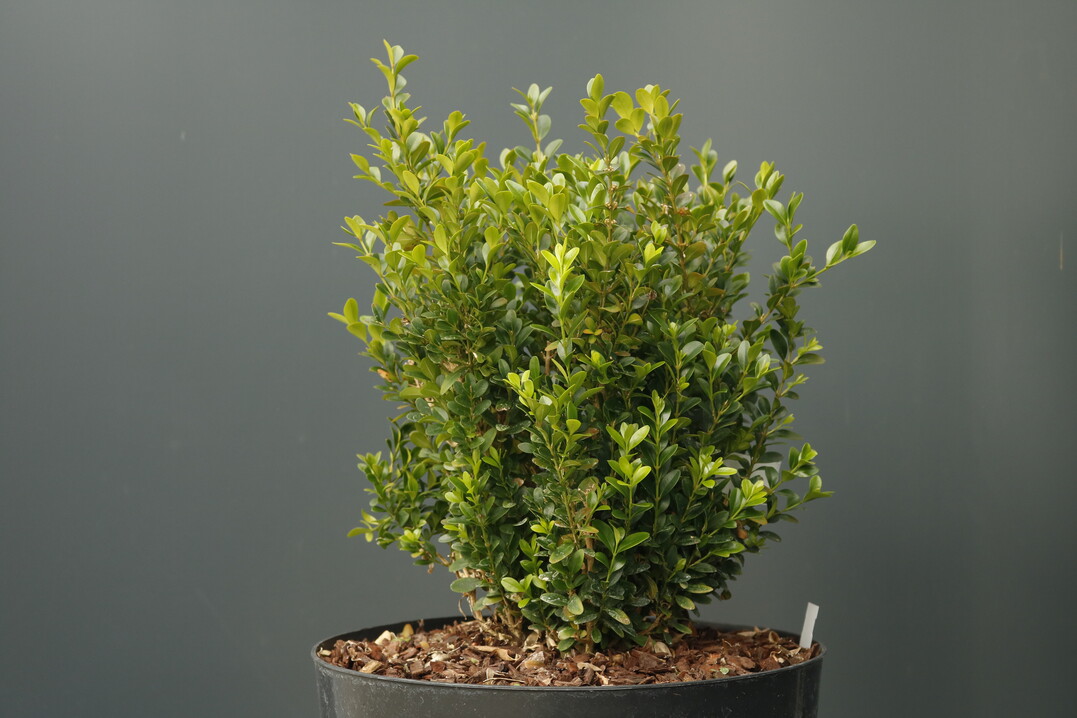 sehr hnlich B. sempervirens, etwas kompakter im Wuchs