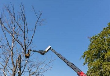 Das mechanische Fllen von Bumen mit einem Fllgreifer gewinnt zunehmend an Beliebtheit. 