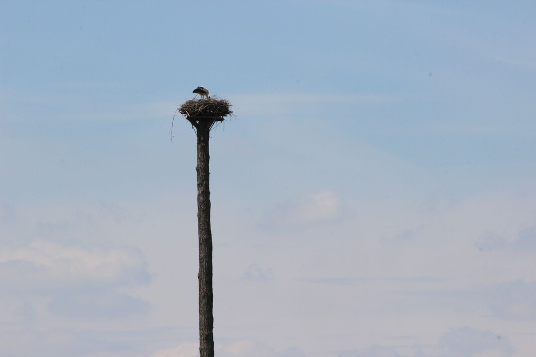 Der brtende Storch hat sich auerhalb der Gartenschau, aber in deren Sichtweite niedergelassen.