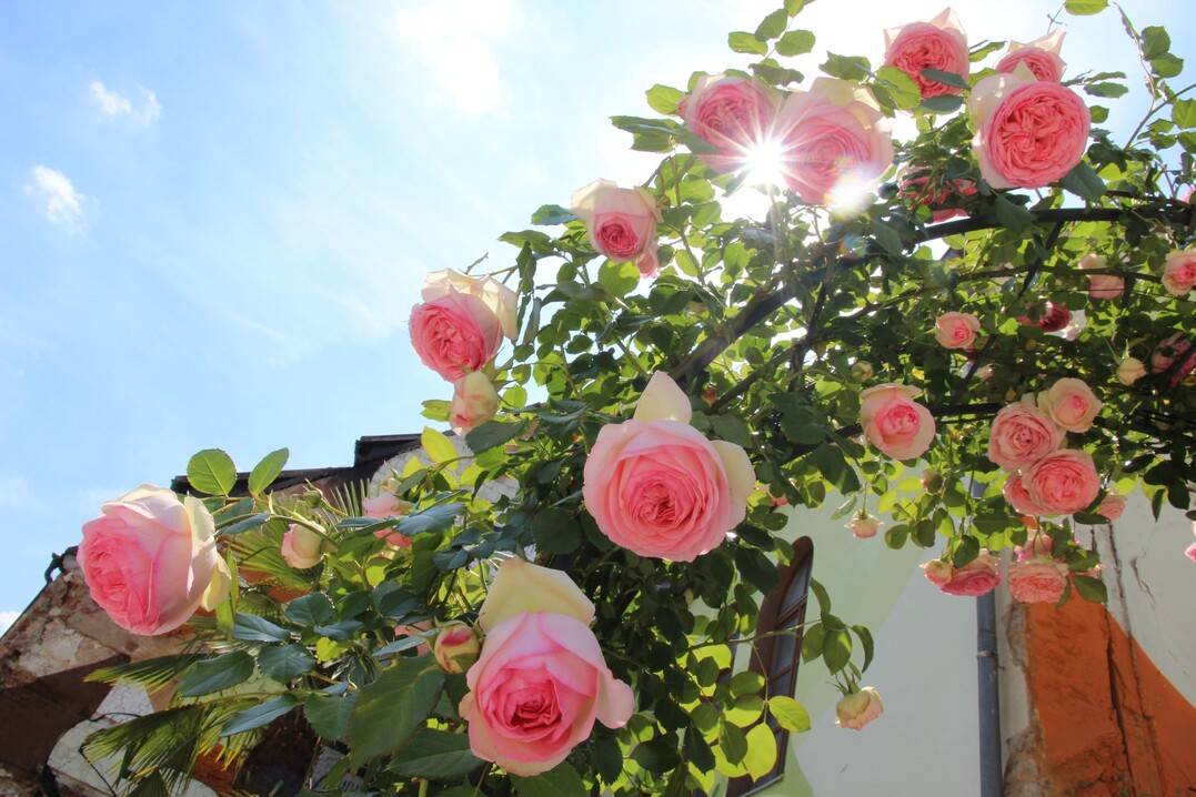Rosen in voller Blte schon am Erffnungstag im Mai.