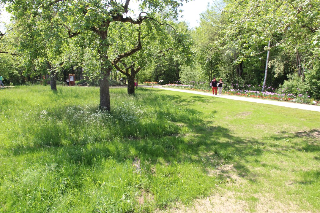 So wie im Wrnitzpark die Gartenschau die Besucher an die Naturlandschaft des Flusses heranfhrt, sind im Klingenweiherpark Obstwiesen ein wunderbares Landschaftselement.