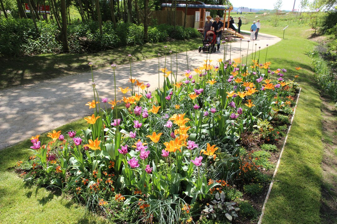 Schon abblhend zeigten sich die Tulpen in Bestform ...