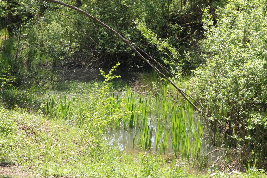 Und auch ganz urwchsige Natur lsst sich hier entdecken.
