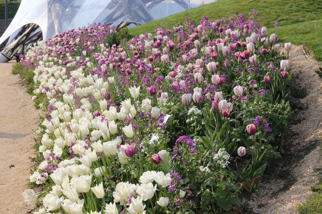 Tulpen im Hangbeet am Weg zum Bionischen Faserpavillon.