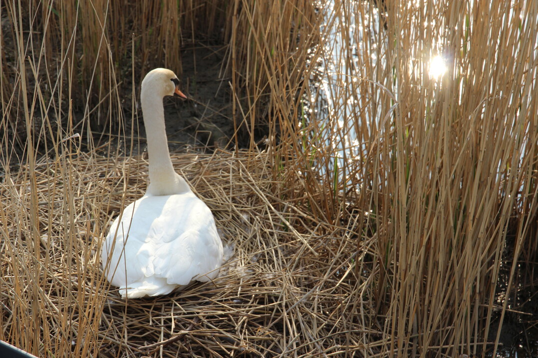 Direkt neben dem Holzsteg hat sich ein Schwan zum Brten niedergelassen.