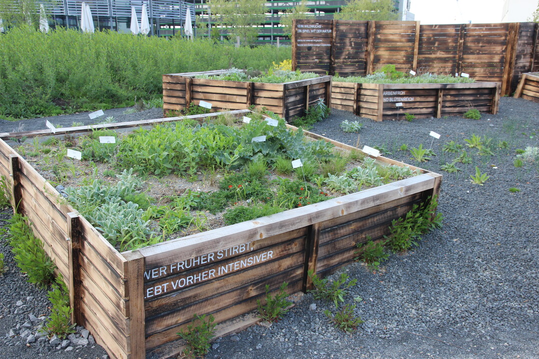 Mal sehen, was beim "Black Box Gardening" von Jonas Reif herauskommt - wer sich fr sein Konzept interessiert, bekommt viele Anregungen aus seinem gleichnamigen Buch!