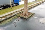 Atemnot im Wurzeln – ein häufiges Phänomen bei Stadtbäumen an versiegelten oder verdichteten Standorten.