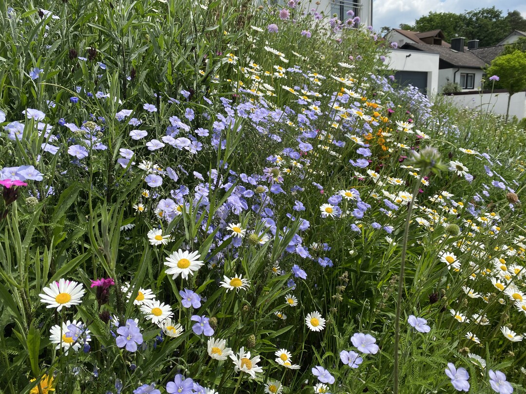 Auch im Hausgarten ist die Anlage von Blumenwiesen mglich, wenn das Saatgut, der Boden und die Exposition es zulassen.