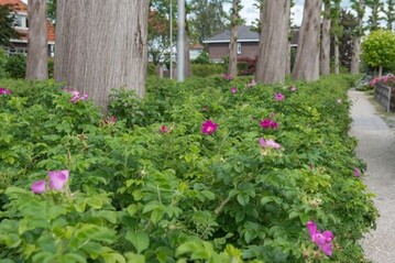 Moderne Sorten von Rosa rugosa sind ideal fr die Bepflanzung ffentlicher Grnflchen. 