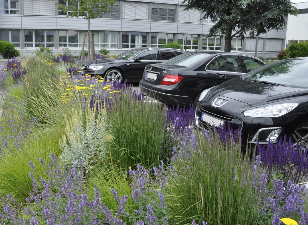 Auch so knnen Parkpltze aussehen: Fr den ABB-Konzern hat das Bro Jaugstetter die Rnder mit Stauden und Grsern bepflanzt. Es entstehen lebendige Flche, die zudem auch von Insekten und Vgeln genutzt werden knnen.