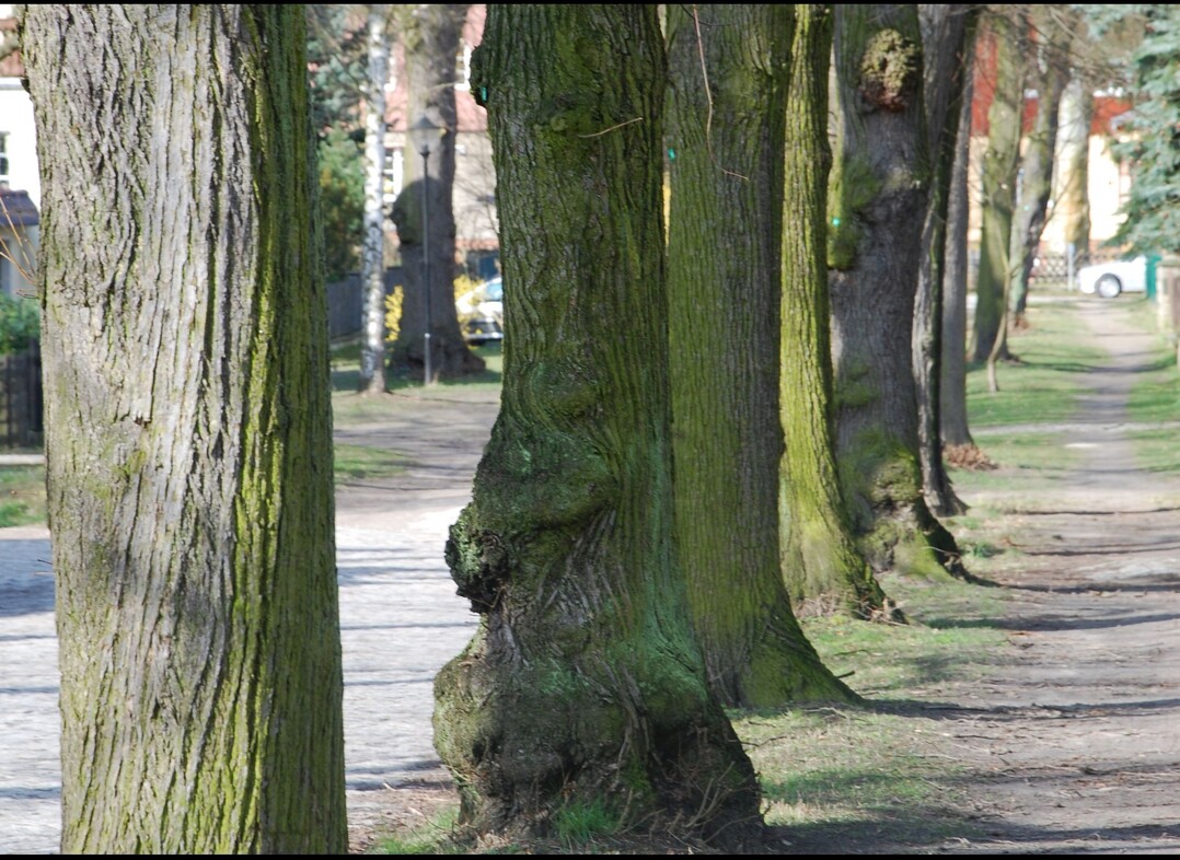 Bume verbessern nicht nur das Klima eines Quartiers - sie sorgen auch fr Leben und erhhen die Aufenthaltsqualitt.