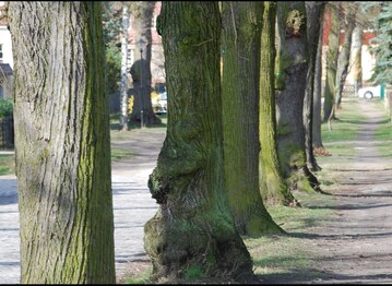 Bume verbessern nicht nur das Klima eines Quartiers - sie sorgen auch fr Leben und erhhen die Aufenthaltsqualitt.