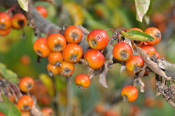 Zierapfel - Malus "Pomzai"