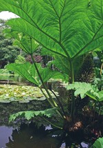 1 Gunnera manicata wird in milden Klimaten bis zu 3,5 m hoch.