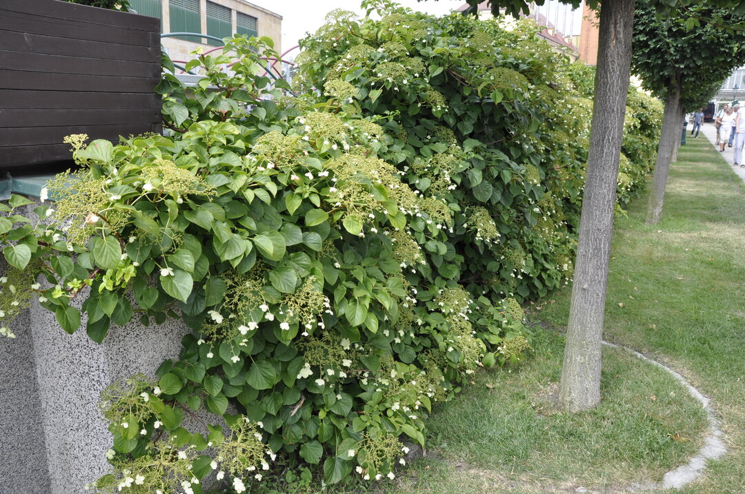 Unansehnliche Mauern und Wnde lassen sich mithilfe von Kletterhortensien (Hydrangea anomala ssp. petiolaris) schnell in pflegeleichte Vertikalbeete verwandeln.