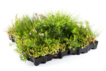 MobiRoof Sedum & WildFlower von Mobilane