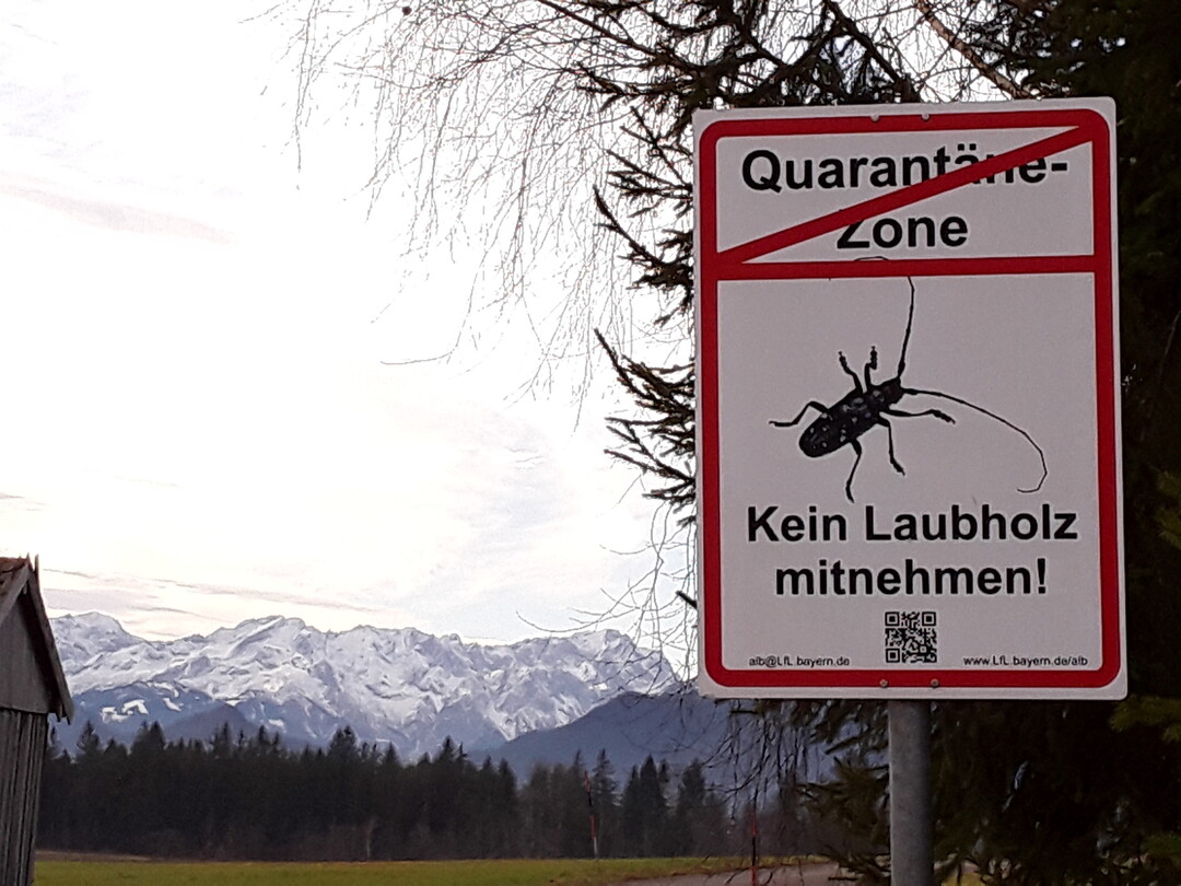 In Bayern konnten ab 2021 mehrere ALB-Quarantnezonen aufgehoben werden.
