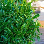 Nahaufnahme des Laubes – Filigrow Sofia