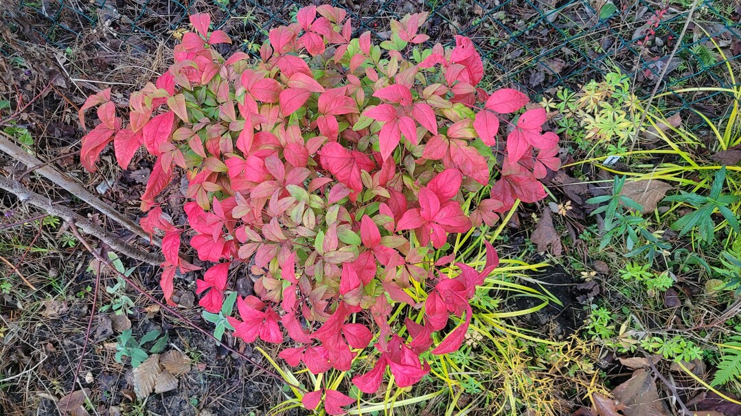 Nandina domestica �Fire Power�