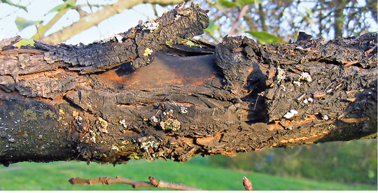 Von <em>Diplodia </em>verbrannter" Holzkörper unter der Verfärbung sinkt die Rinde häufig leicht ein