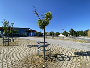 Damit Parkplatzbume nicht so aussehen, wie hier, braucht es schon fr die Ausschreibung die richtige Leistungsbeschreibung.