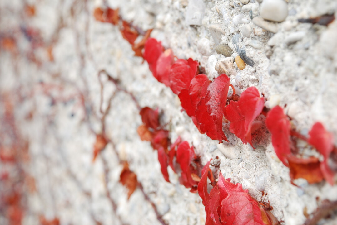 Der Dreiblttrige Wilde Wein klettert mit Hilfe kleiner Haftscheiben selbstklimmend am Mauerwerk. Er begrnt schnelle groe Wnde und zeigt in sonnigen Bereichen vor dem Laubfall eine beeindruckende Herbstfrbung. Die Blten sind im Hochsommer eine hervorragende Bienenweide, die Beeren dienen Vgeln als Futter.